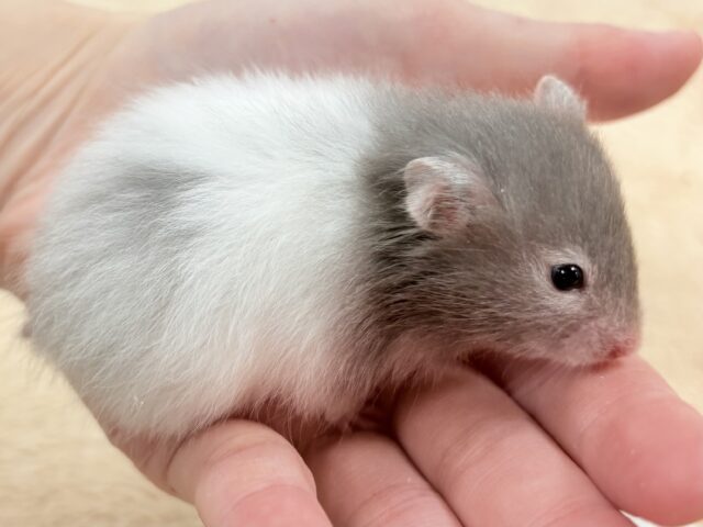 セーブルハムスター