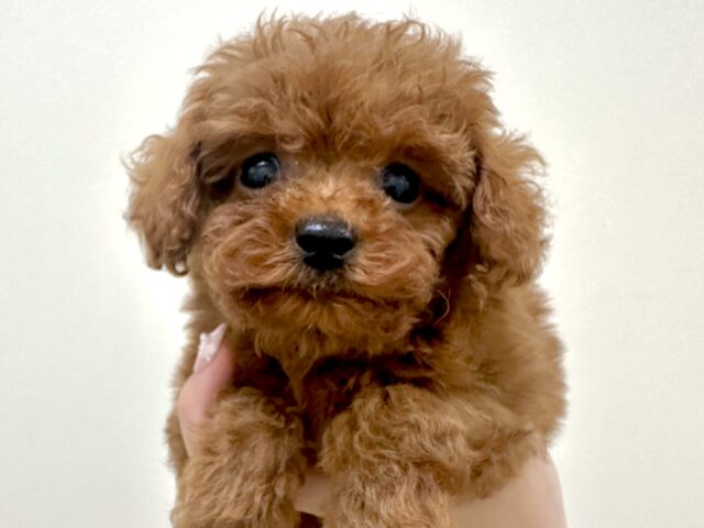 キラキラおめめ☆*。トイプードル男の子 トイプードル