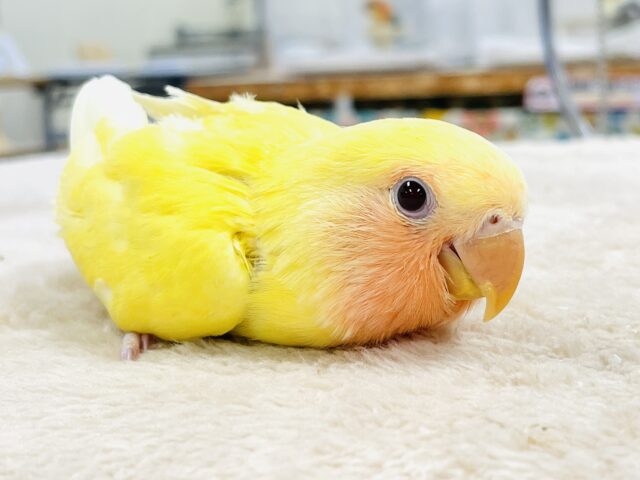 コザクラインコ（小桜インコ）