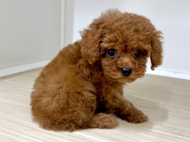 キラキラおめめ☆*。トイプードル男の子 トイプードル