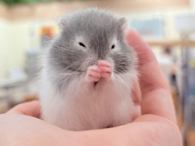 セーブルハムスター