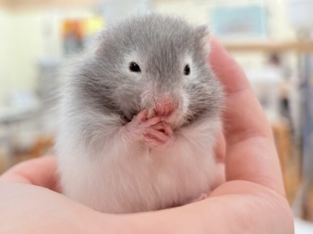 セーブルハムスター