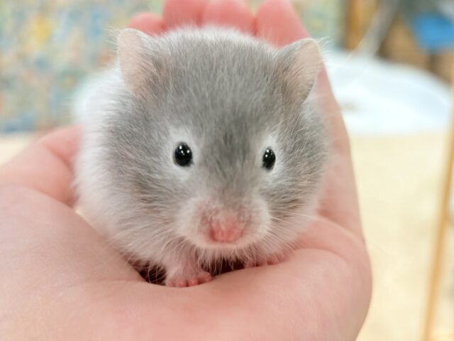 セーブルハムスター