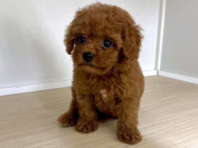 キラキラおめめ☆*。トイプードル男の子 トイプードル