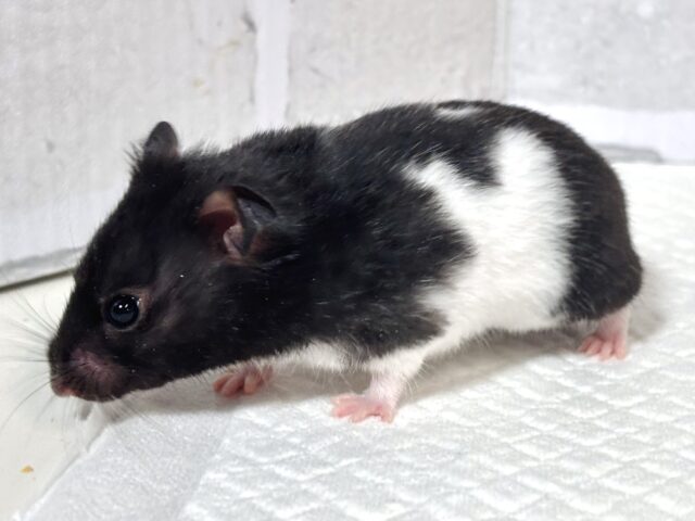 ドワーフハムスターの1種