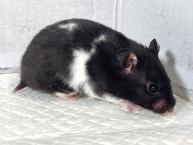 ドワーフハムスターの1種