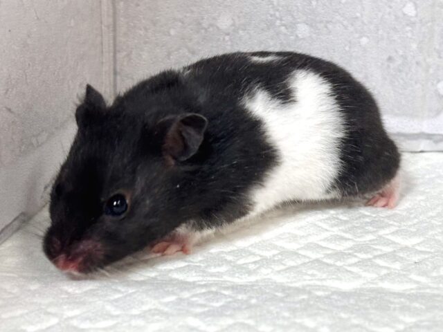 ドワーフハムスターの1種