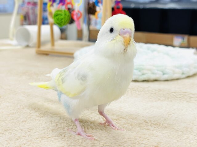 セキセイインコ