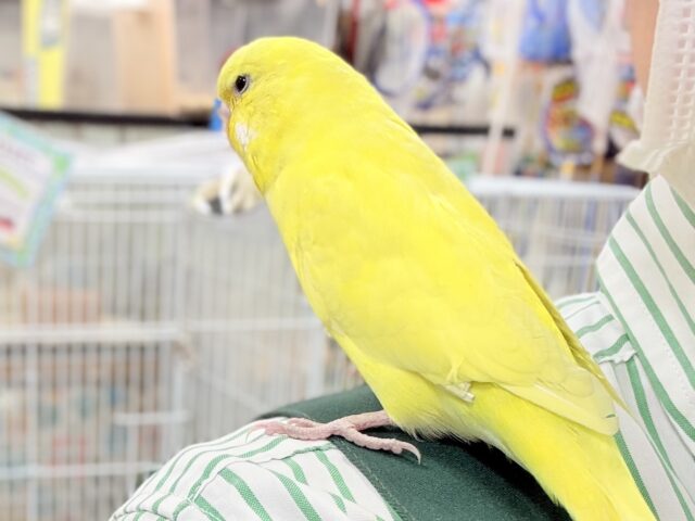 ジャンボセキセイインコ