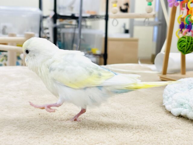 セキセイインコ