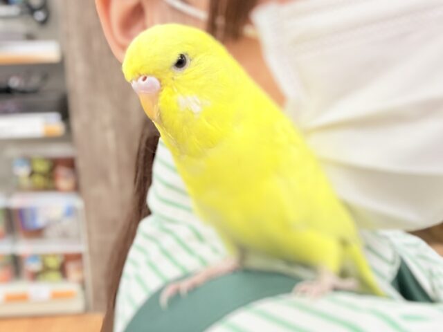 ジャンボセキセイインコ