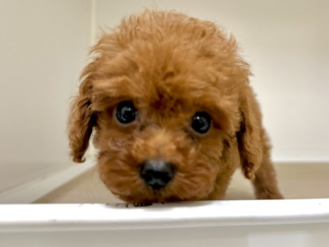 キラキラおめめ☆*。トイプードル男の子 トイプードル