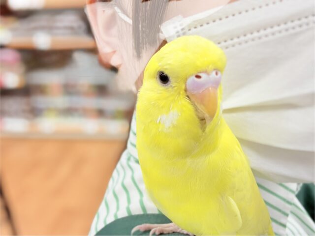 ジャンボセキセイインコ