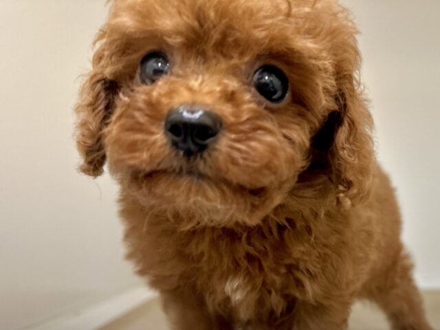 キラキラおめめ☆*。トイプードル男の子 トイプードル