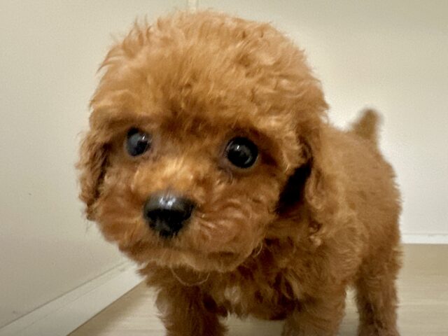 キラキラおめめ☆*。トイプードル男の子 トイプードル