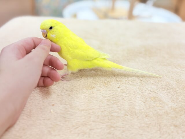 ジャンボセキセイインコ