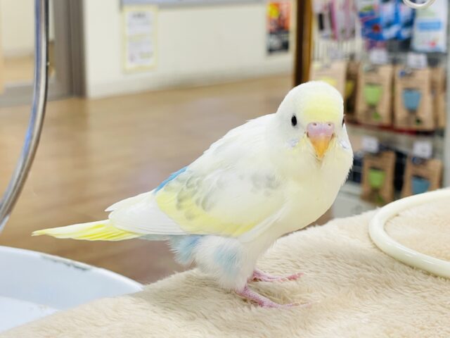 セキセイインコ