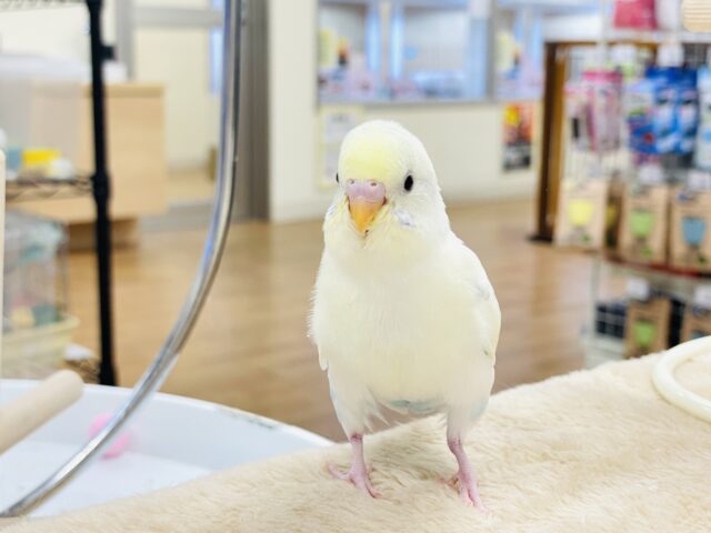 セキセイインコ