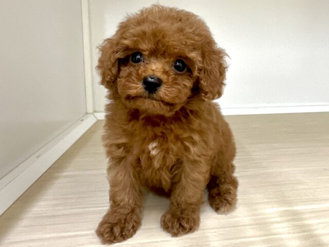 キラキラおめめ☆*。トイプードル男の子 トイプードル