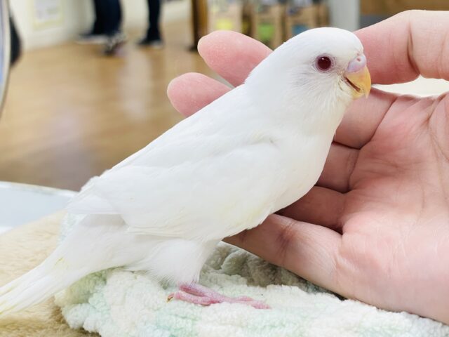 セキセイインコ