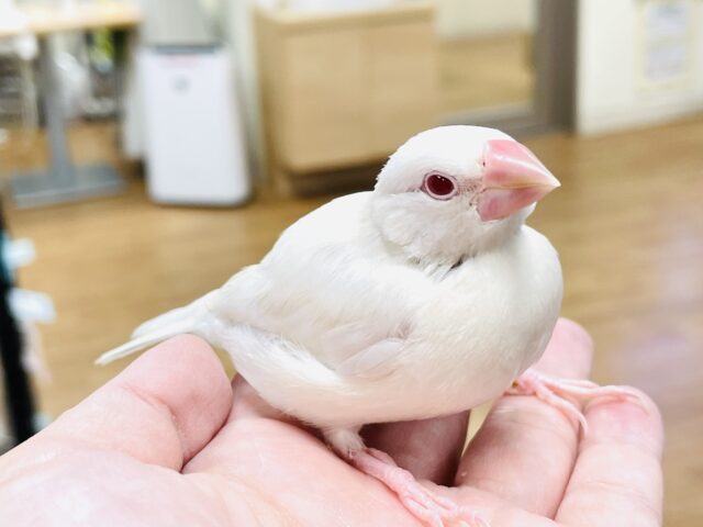 シルバーイノ文鳥