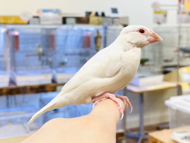 シルバーイノ文鳥