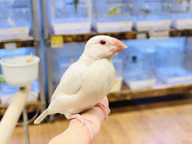 シルバーイノ文鳥