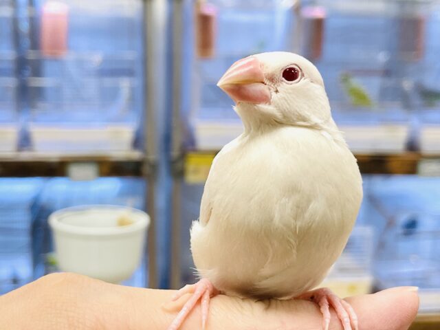 シルバーイノ文鳥