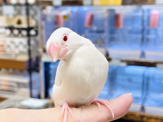 シルバーイノ文鳥