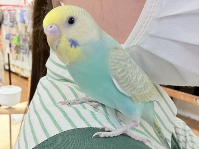 セキセイインコ