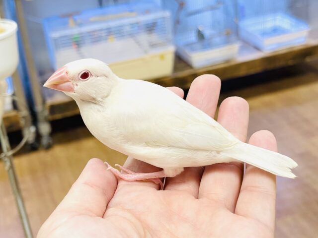 シルバーイノ文鳥