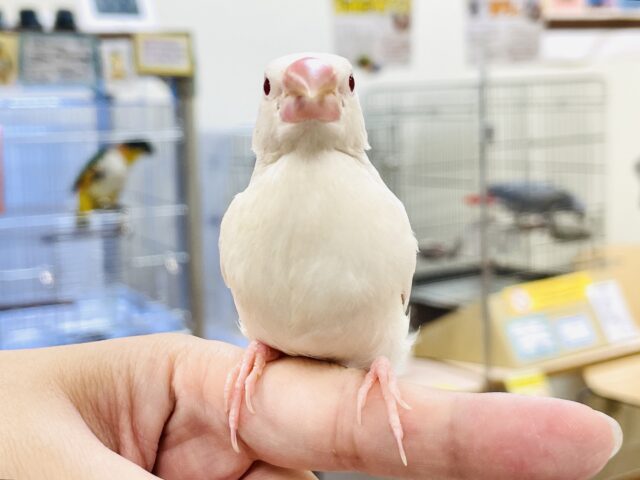 シルバーイノ文鳥