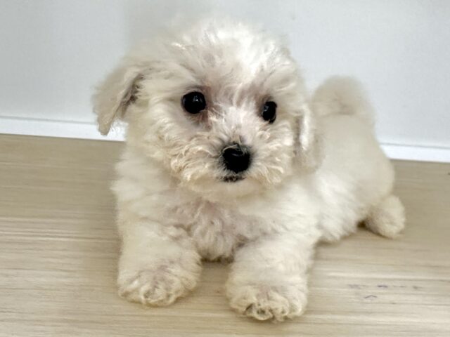 ビションフリーゼ