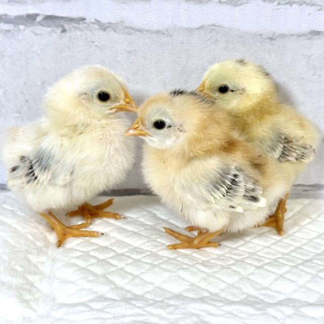 セラマ 中ビナ 🐥🐥🐥 セラマ