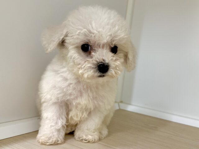 ビションフリーゼ