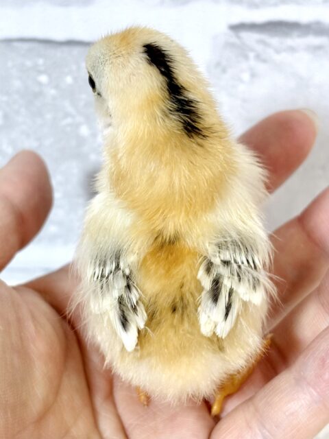 セラマ 中ビナ 🐥🐥🐥 セラマ