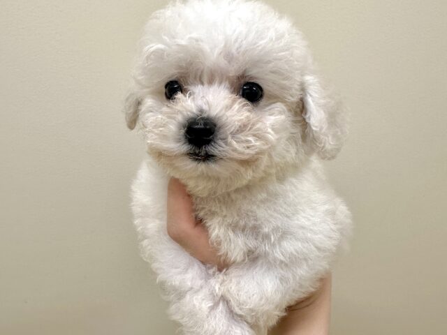 ビションフリーゼ