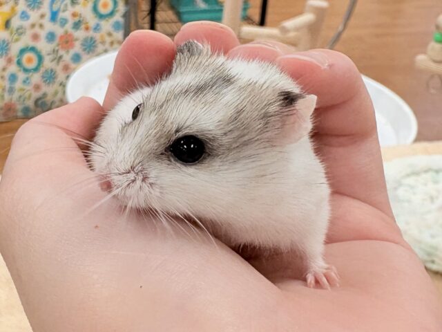 チャイニーズハムスター