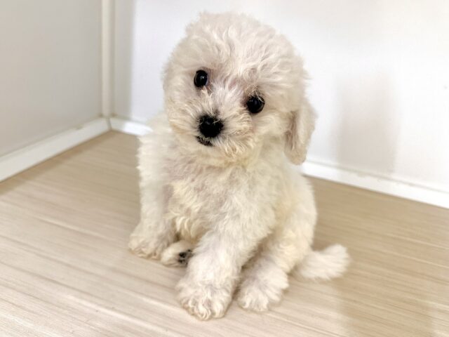 ビションフリーゼ