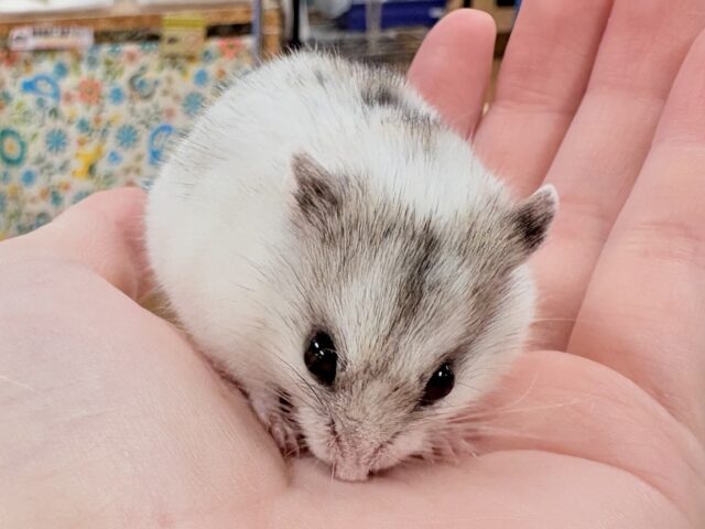 チャイニーズハムスター