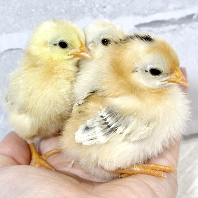 セラマ 中ビナ 🐥🐥🐥 セラマ