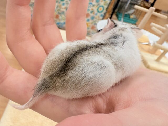 チャイニーズハムスター