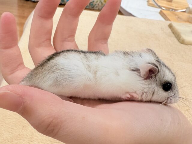 チャイニーズハムスター