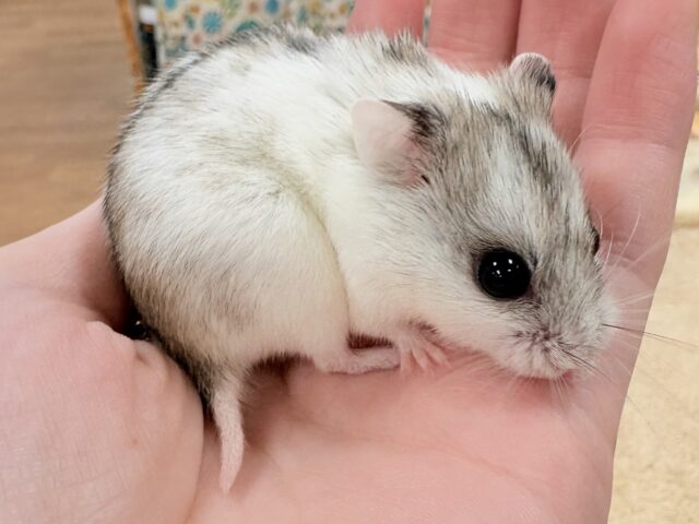 チャイニーズハムスター