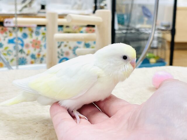セキセイインコ