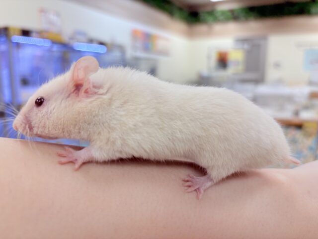 カラーハムスター