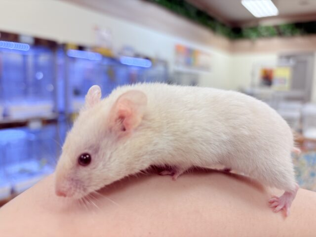 カラーハムスター