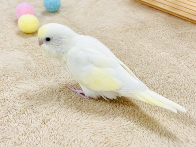 セキセイインコ