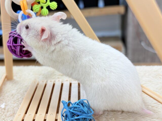 カラーハムスター