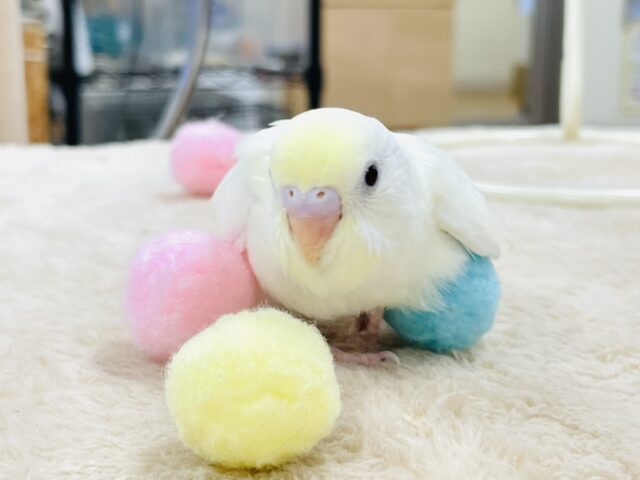 セキセイインコ